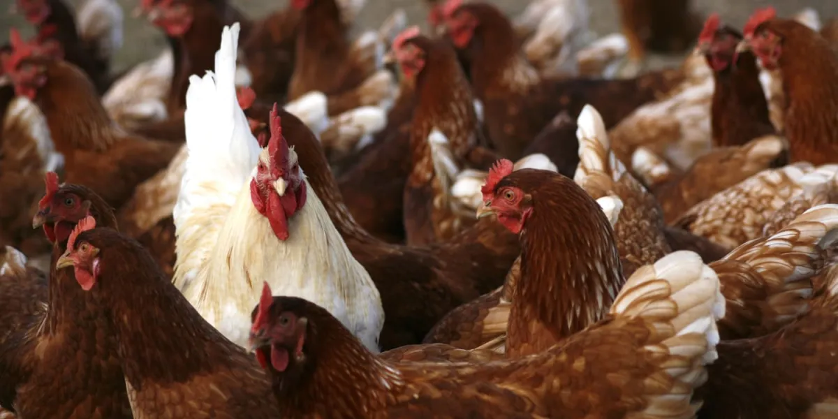 Mengapa Ayam Pejantan BAKUL AYAM PEJANTAN Jadi Pilihan Warga Cilacap